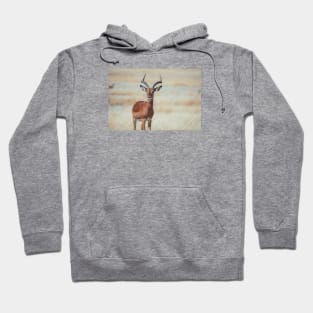 Black-faced Impala Hoodie